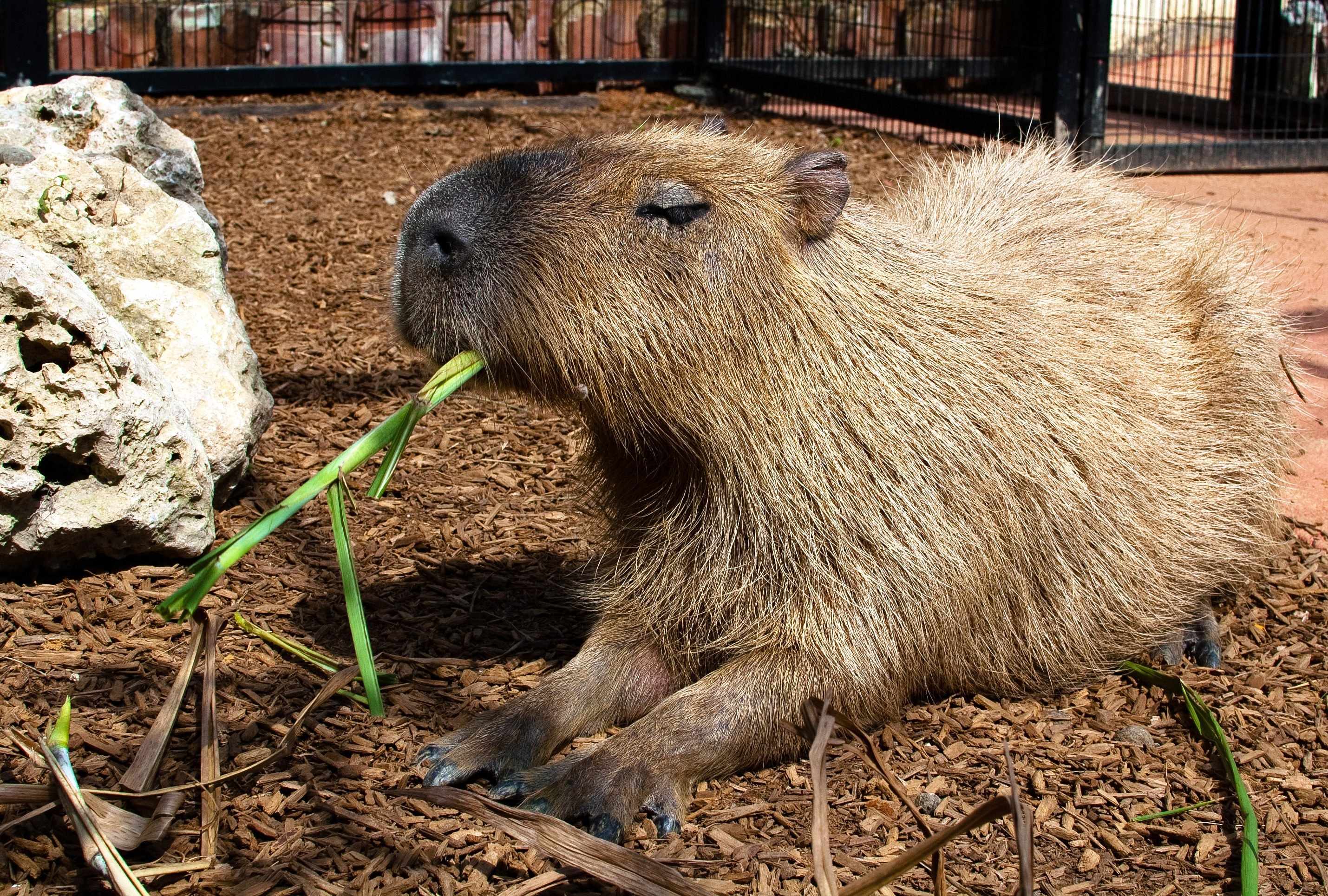 🐘 오키나와 어린이의 나라 (오키나와 코도모노쿠니)